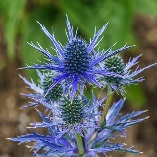 Seminte ERYNGIUM planum- Scai vanat