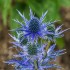 Seminte ERYNGIUM planum- Scai vanat