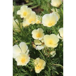 Seminte ESCHSCHOLTZIA californica-Californian Poppy- Ivory Castle -Mac californian