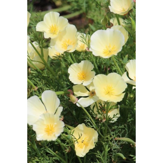 Seminte ESCHSCHOLTZIA californica-Californian Poppy- Ivory Castle -Mac californian