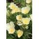 Seminte ESCHSCHOLTZIA californica-Californian Poppy- Ivory Castle -Mac californian