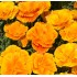 Seminte ESCHSCHOLTZIA californica-Californian Poppy- Lady Marmalade -Mac californian