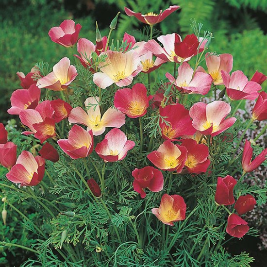 Seminte ESCHSCHOLTZIA californica-Californian Poppy- Carmine King -Mac Californian Seminte ESCHSCHOLTZIA californica-Californian Poppy- Carmine King -Mac Californian