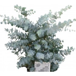 Seminte EUCALYPTUS cinerea- Silver Dollar 