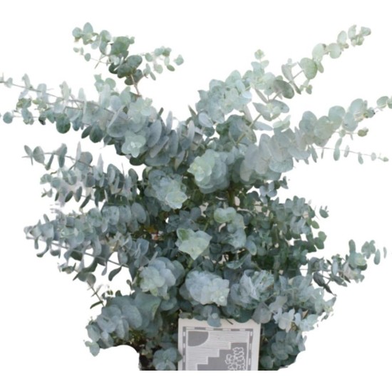 Seminte EUCALYPTUS cinerea- Silver Dollar Seminte EUCALYPTUS cinerea- Silver Dollar