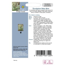 Seminte EUCALYPTUS pulverulenta- Baby Blue