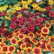 Seminte GAILLARDIA aristata- Single Flowered Mixed -Fluturasi