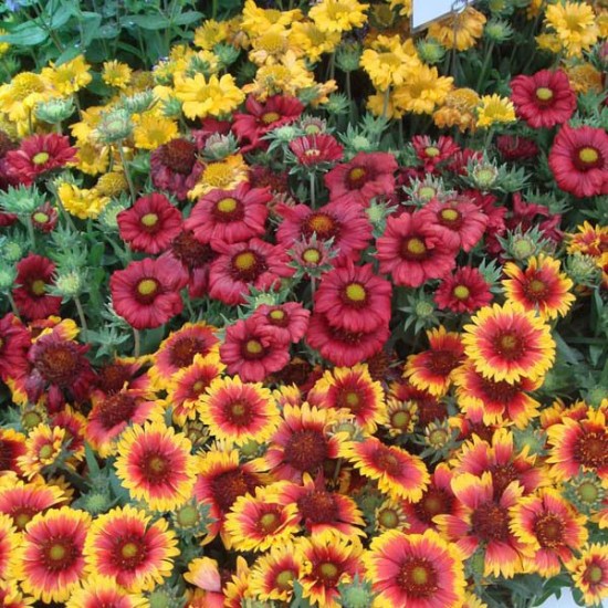 Seminte GAILLARDIA aristata- Single Flowered Mixed -Fluturasi Seminte GAILLARDIA aristata- Single Flowered Mixed -Fluturasi