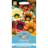 Seminte GAZANIA rigens- Sunshine Mixed -Gazania