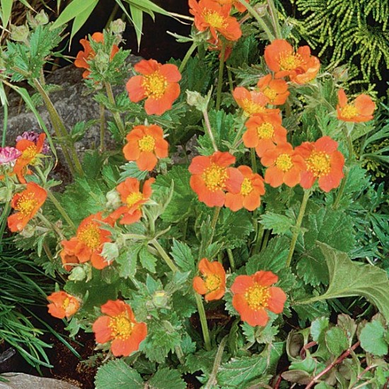 Seminte GEUM coccineum- Koi -Trandafir chilian pitic Seminte GEUM coccineum- Koi -Trandafir chilian pitic