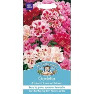 Seminte GODETIA (Clarkia) amoena- Azalea Flowered Mixed -Azalee de gradina