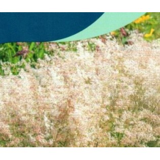 Seminte Grass-MELINIS minutiflora- Silver Queen -Iarba decorativa