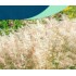 Seminte Grass-MELINIS minutiflora- Silver Queen -Iarba decorativa