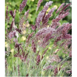 Seminte Grass- MELINIS nerviglumis- Karoo Queen -Iarba decorativa