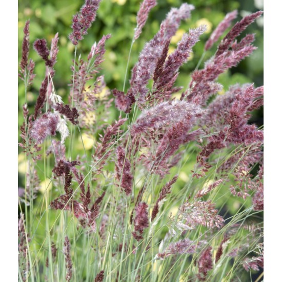 Seminte Grass-MELINIS nerviglumis- Karoo Queen -Iarba decorativa