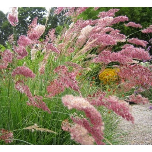 Seminte Grass - MELINIS nerviglumis Savannah-Iarba decorativa