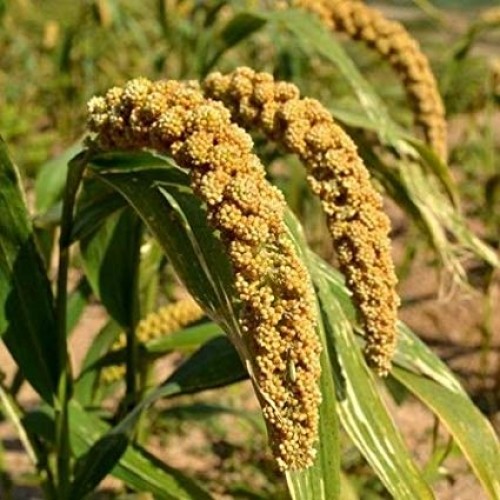 Seminte Grass - SETARIA italica-Millet Foxtail- Hylander-Iarba Decorativa