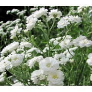 Seminte GYPSOPHILA paniculata- Snowflake -Floarea miresei batuta
