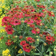 Seminte HELENIUM autumnale- Helena Red Shades -Floarea Elenei