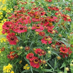 Seminte HELENIUM autumnale- Helena Red Shades -Floarea Elenei