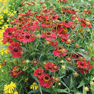 Seminte HELENIUM autumnale- Helena Red Shades -Floarea Elenei