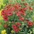 Seminte HELENIUM autumnale- Helena Red Shades -Floarea Elenei