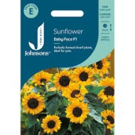 Seminte HELIANTHUS annuus-Sunflower- Baby Face -Floarea-Soarelui