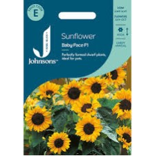 Seminte HELIANTHUS annuus-Sunflower- Baby Face -Floarea-Soarelui
