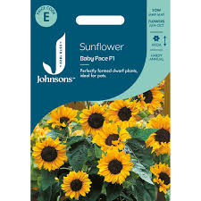 Seminte HELIANTHUS annuus-Sunflower- Baby Face -Floarea-Soarelui