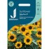 Seminte HELIANTHUS annuus-Sunflower- Baby Face -Floarea-Soarelui
