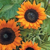 Seminte HELIANTHUS annuus-Sunflower- Copper Queen F1 -Floarea-Soarelui fara polen