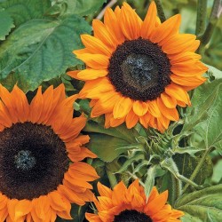 Seminte HELIANTHUS annuus-Sunflower- Copper Queen F1 -Floarea Soarelui fara polen