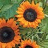 Seminte HELIANTHUS annuus-Sunflower- Copper Queen F1 -Floarea-Soarelui fara polen