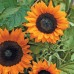Seminte HELIANTHUS annuus-Sunflower- Copper Queen F1 -Floarea Soarelui fara polen