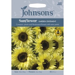 Seminte HELIANTHUS annuus-Sunflower- Garden Statement -Floarea Soarelui semi-batuta