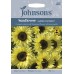 Seminte HELIANTHUS annuus-Sunflower- Garden Statement -Floarea Soarelui semi-batuta