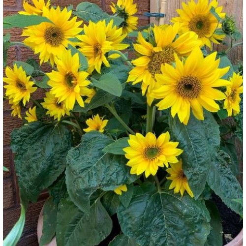 Seminte HELIANTHUS annuus-Sunflower- Little Leo -Floarea-Soarelui