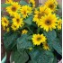 Seminte HELIANTHUS annuus-Sunflower- Little Leo -Floarea-Soarelui
