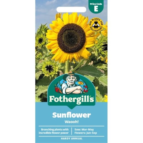 Seminte HELIANTHUS annuus-Sunflower- Waooh -Floarea-Soarelui