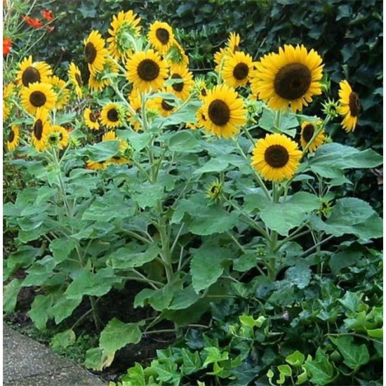 Seminte HELIANTHUS annuus-Sunflower- Waooh -Floarea-Soarelui