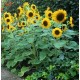Seminte HELIANTHUS annuus-Sunflower- Waooh -Floarea-Soarelui