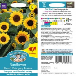 Seminte HELIANTHUS annuus-Sunflower- (Dwarf) Mahogany Bicolour -Floarea Soarelui
