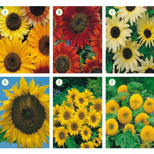 Seminte HELIANTHUS annuus-Sunflowers-COLLECTION - Floarea soarelui