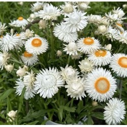 Seminte HELICHRYSUM bracteatum- Silvery White -Flori de pai