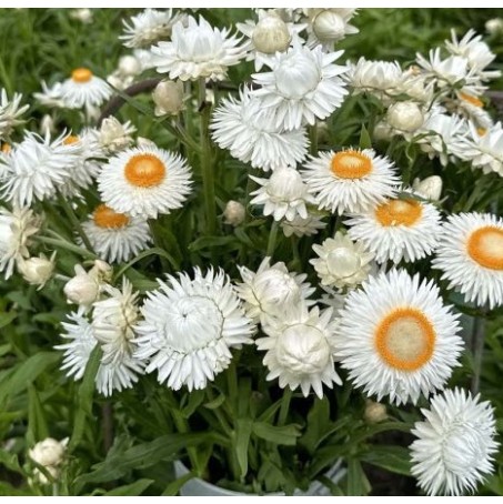 Seminte HELICHRYSUM bracteatum- Silvery White -Flori de pai