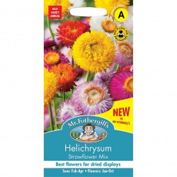 Seminte HELICHRYSUM bracteatum - Strawflower Mix - Flori de pai