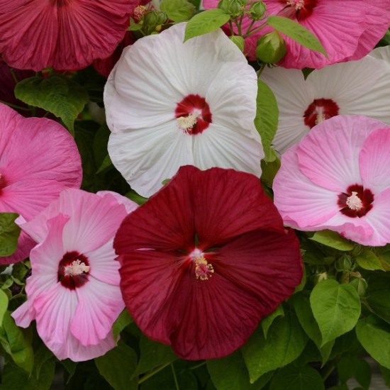 Seminte HIBISCUS moscheutos- Luna Mix F1 -Hibiscus cu floare mare Seminte HIBISCUS moscheutos- Luna Mix F1 -Hibiscus cu floare mare