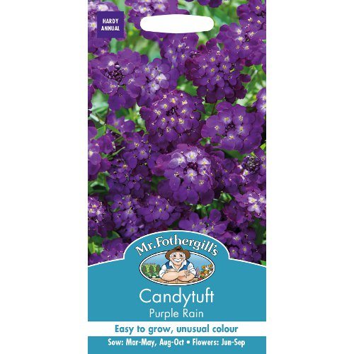 Seminte IBERIS umbellata Candytuft Purple Rain - Lilicele