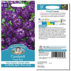 Seminte IBERIS umbellata-Candytuft- Purple Rain -Lilicele