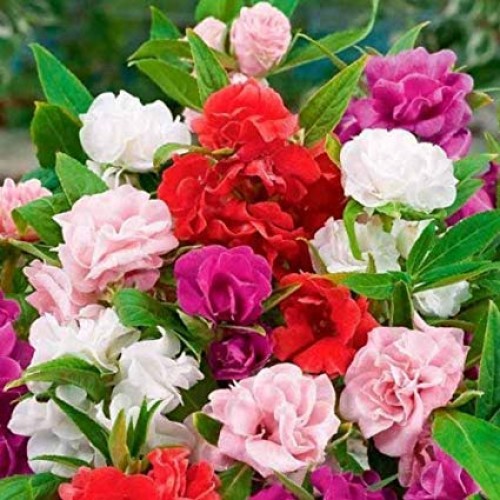 Seminte IMPATIENS balsamina-Balsam flower- Camellia Flowered Mix -Balsamina